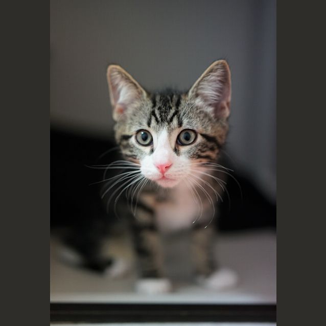 Photo of Cupid