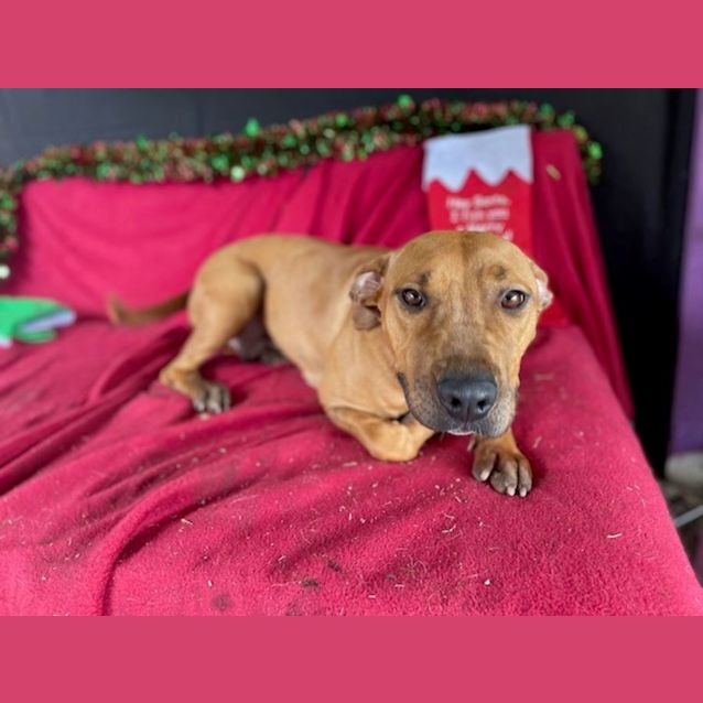 Photo of Macy (Imp No. 1797)