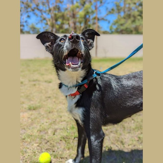 Photo of Sadie   1 Year Old Border Collie (On Trial)