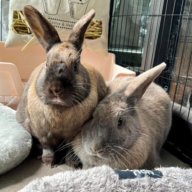 Photo of Jumptoo With Hoptoo