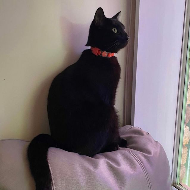 Photo of Clover 🍀