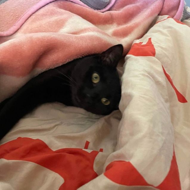 Photo of Clover 🍀