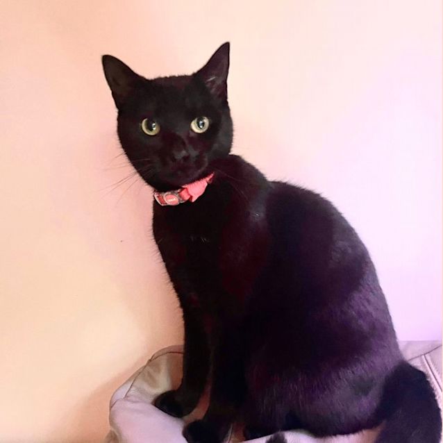 Photo of Clover 🍀