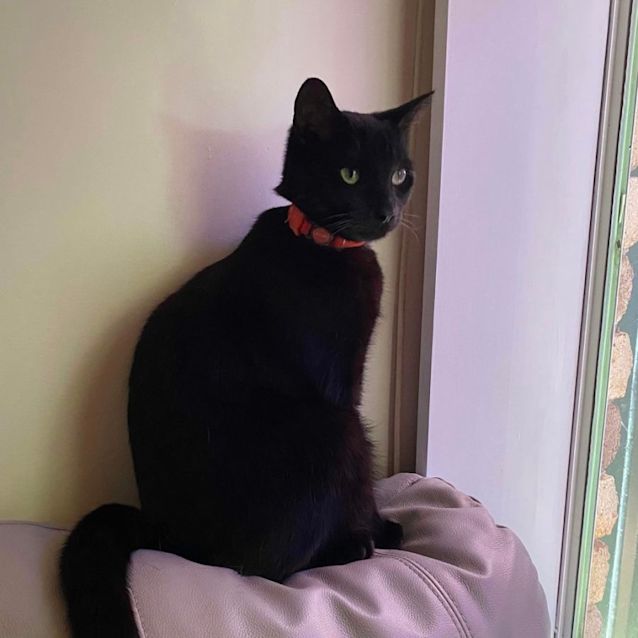 Photo of Clover 🍀