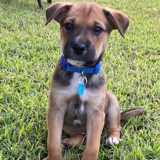 Khal - Medium Male Mixed Breed Dog in WA - PetRescue Khal - Medium Male Mixed Breed Dog in WA - PetRescue