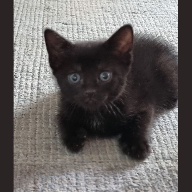 Photo of Miso