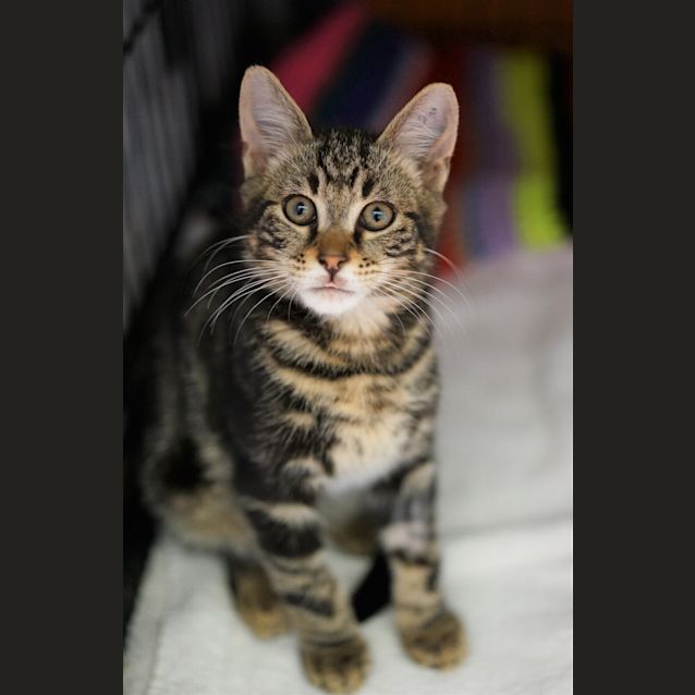 Photo of Liam Meowson