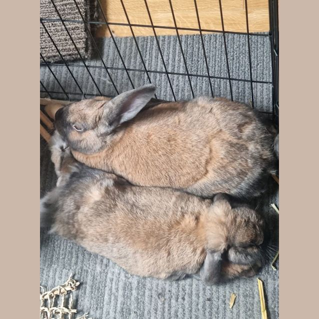Photo of Binky & Arlo