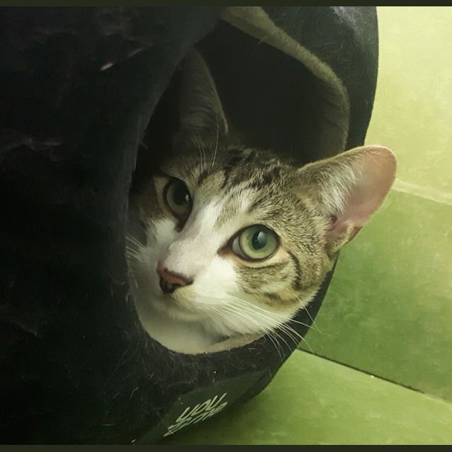 Photo of Tuna