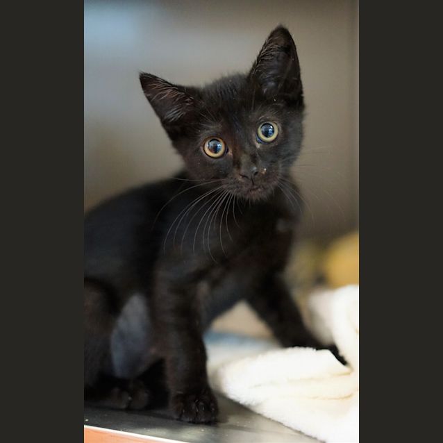 Photo of Lucky
