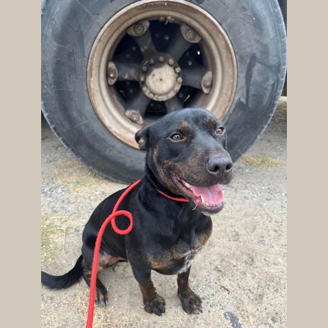 Photo of Hendrix Dl2870