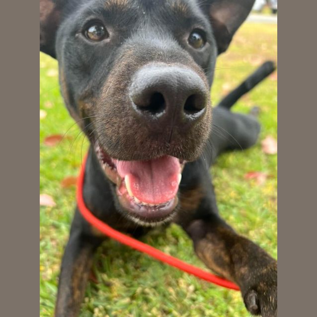 Photo of Hendrix Dl2870