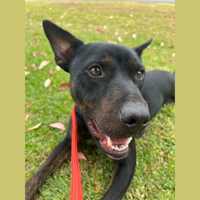 Photo of Hendrix Dl2870