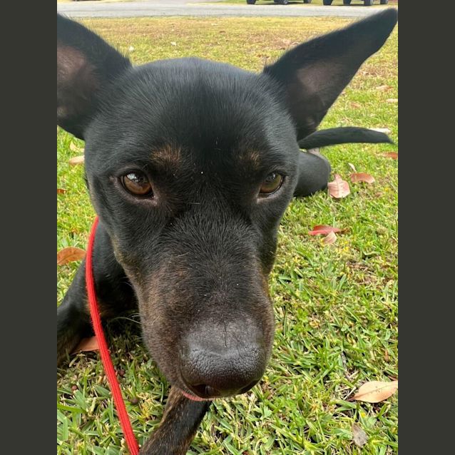 Photo of Hendrix Dl2870