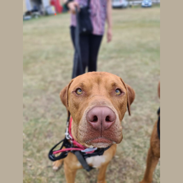 Photo of Pippin
