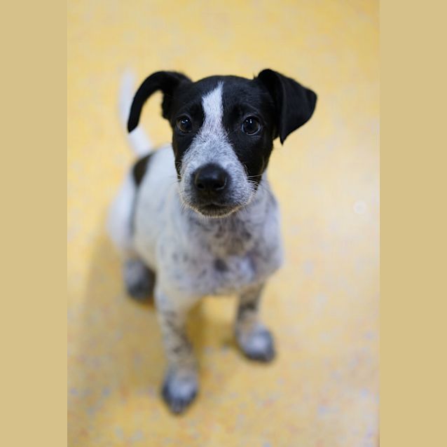 Photo of Willow