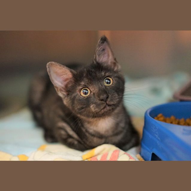 Photo of Jazz