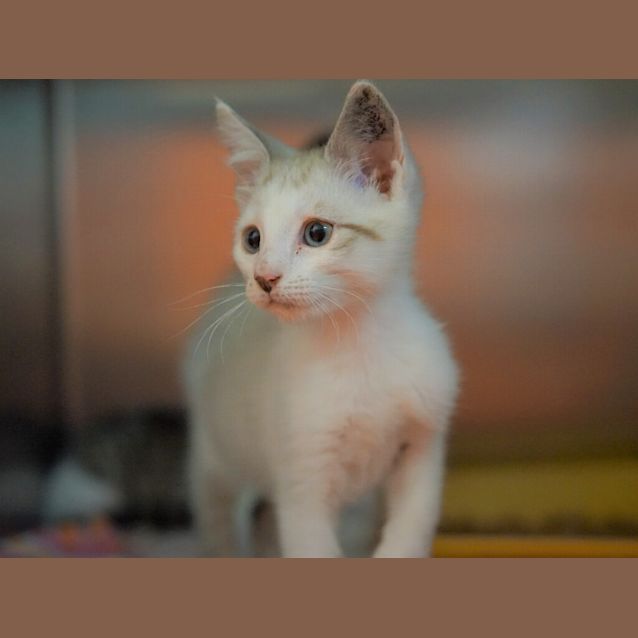 Photo of Ponyo