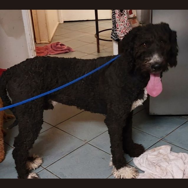 Photo of Tux