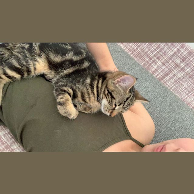 Photo of Kitten Lilibet