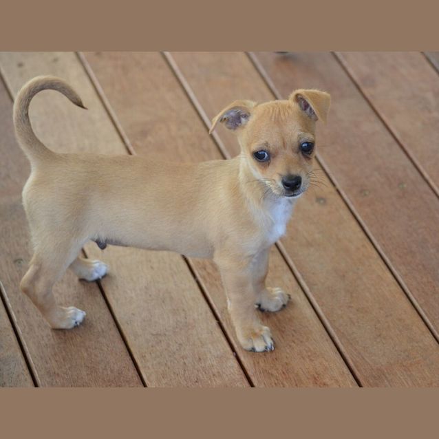 Stanley - 1 Year Old Chihuahua x Foxy (Trial) - Small Male Chihuahua Dog in  NSW - PetRescue