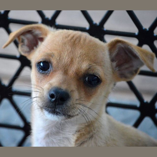 Stanley - 1 Year Old Chihuahua x Foxy (Trial) - Small Male Chihuahua Dog in  NSW - PetRescue