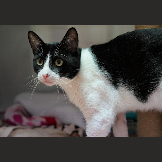Photo of Alfie