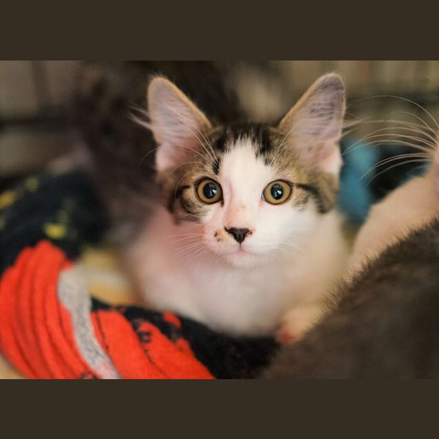 Photo of Prismo