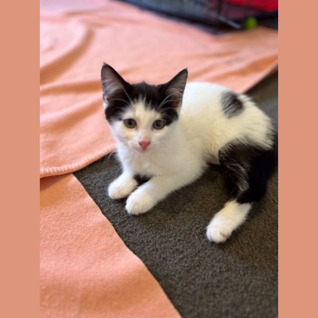 Photo of Poppy   Located In Preston (Available 9th January)
