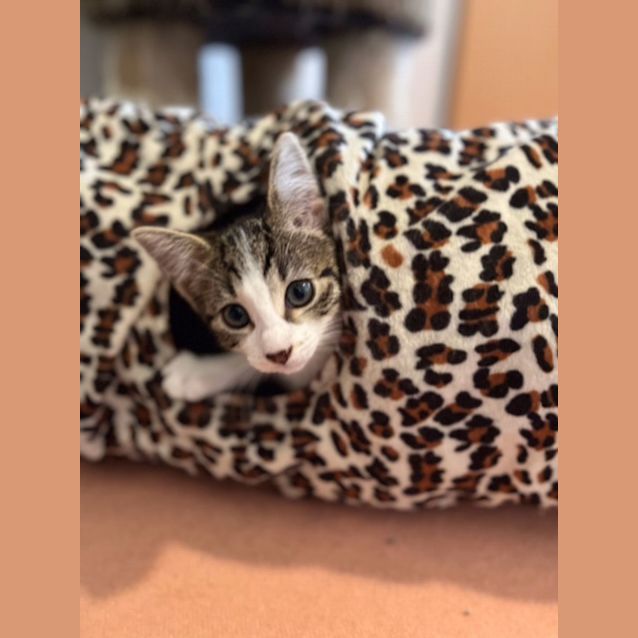 Photo of Eliza   Located In Preston (Available 9th January)