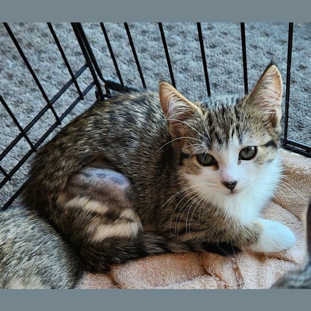 Photo of Mj   Located In Templestowe