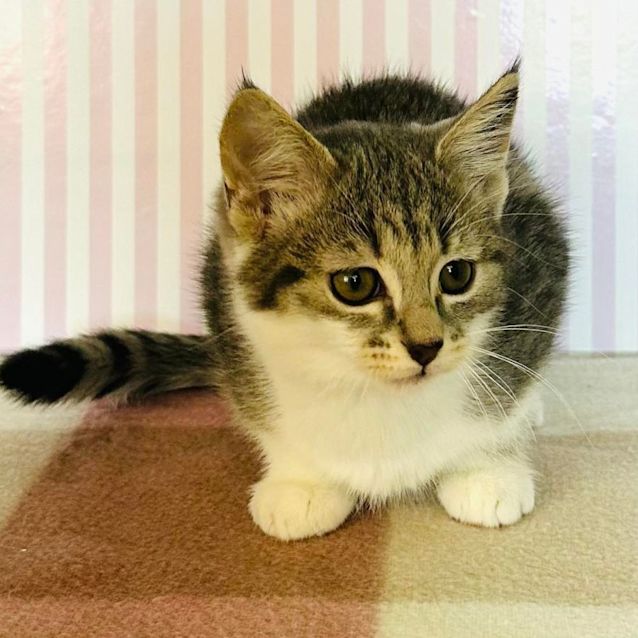Photo of Misty   Located In Templestowe