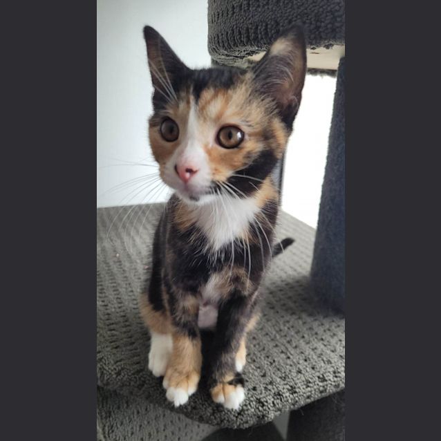 Photo of Dottie   Located In Melbourne