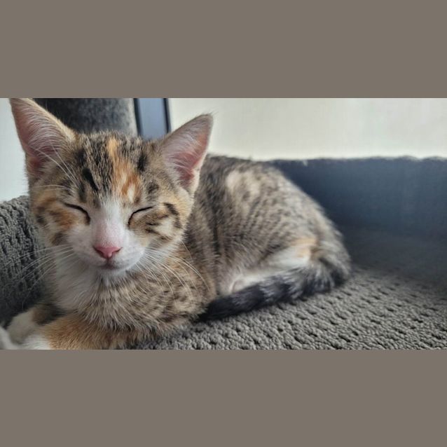Photo of Kuja   Located In Melbourne
