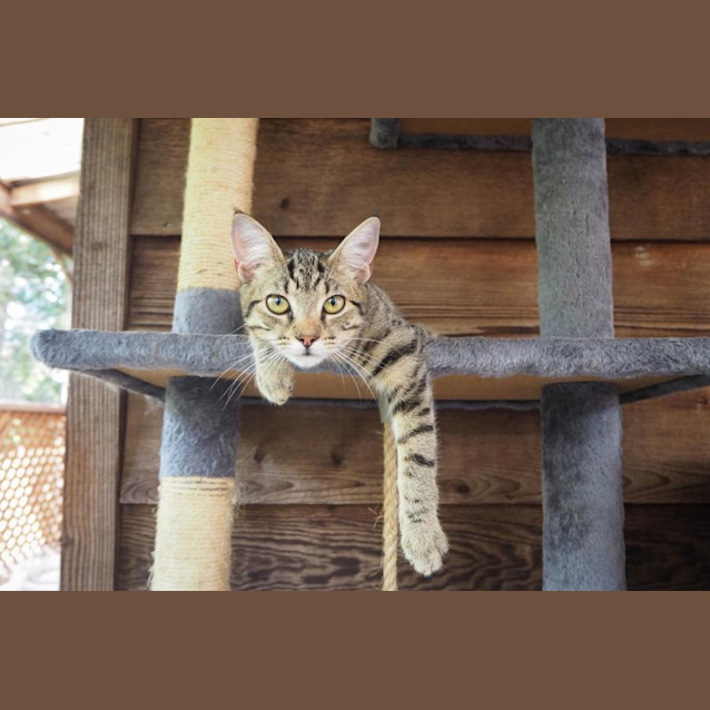 Photo of Yzma 