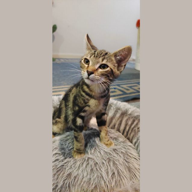 Photo of Sampson