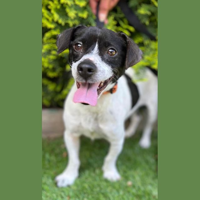 Photo of Sparky 