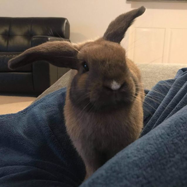 Photo of Gisele Bündchen (Peanuts)