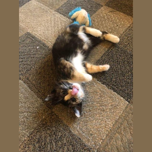 Photo of The Mountain Babies