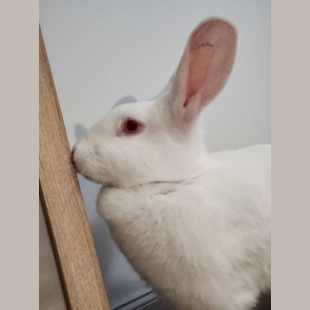 Photo of Vegemite, Leela And Olivia