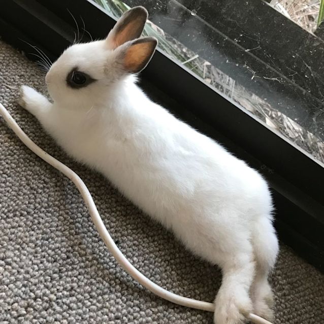 Photo of Tokyo And Mr Bubbly 