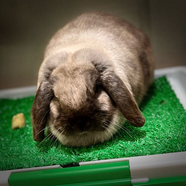 Photo of Tokyo And Mr Bubbly 