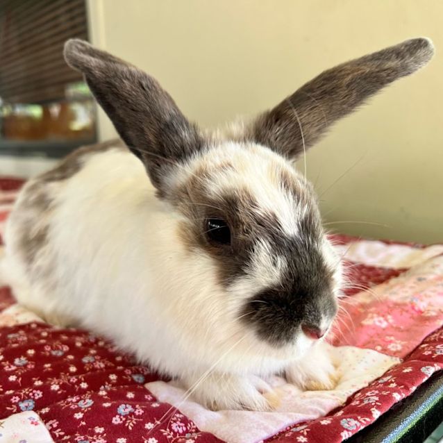 Photo of Softy And Allura 