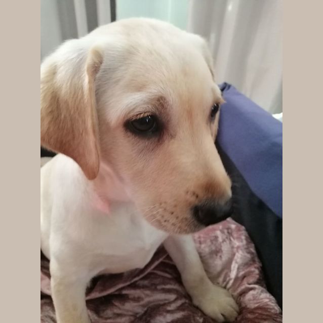 Photo of Marigold   13 Week Old Labrador (On Hold)