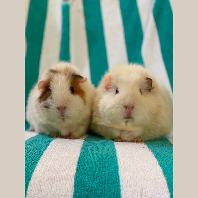 Photo of Marshmallow & Snowflake
