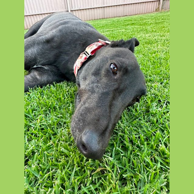 Photo of Archie 