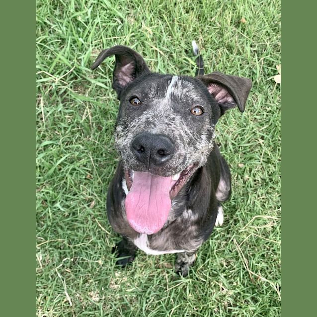 Photo of Buddy