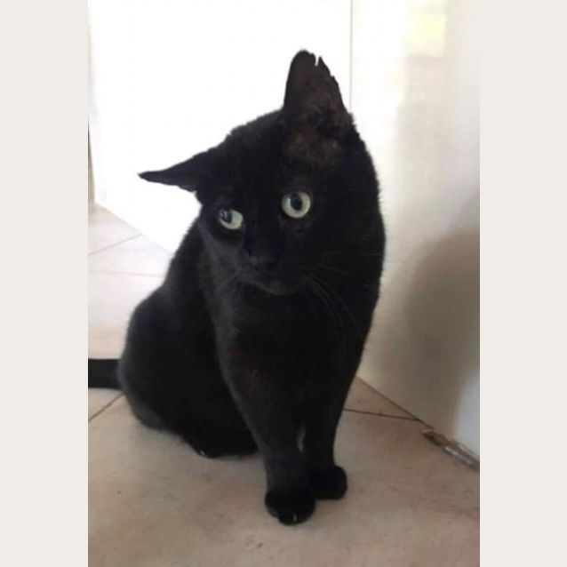 Photo of Pancho 