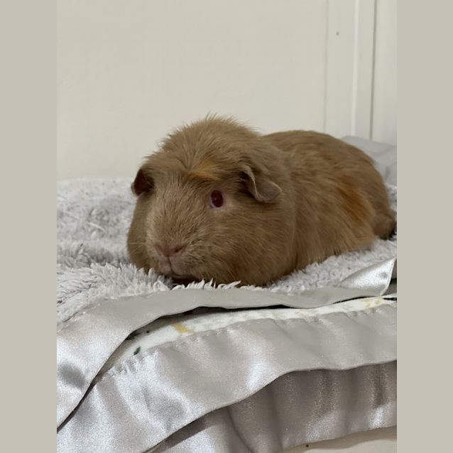 Photo of Squeaker (Guinea Pig 21)