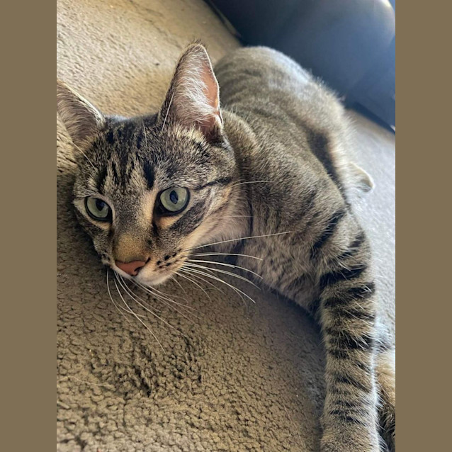 Photo of Alfie Meet Me@Mornington Petstock On Nepean Hwy